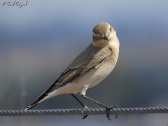 Oenanthe oenanthe
