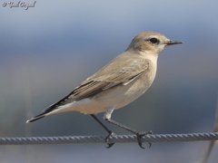 Oenanthe oenanthe
