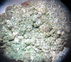 Aspicilia glaucopsina