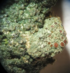 Aspicilia glaucopsina