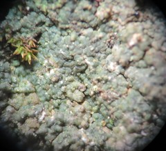 Aspicilia glaucopsina