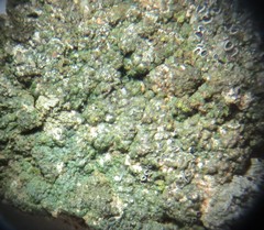 Aspicilia glaucopsina