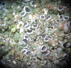 Aspicilia glaucopsina