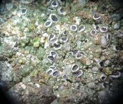 Aspicilia glaucopsina