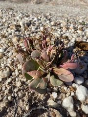 Othonna intermedia