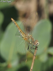 Sympetrum fonscolombii