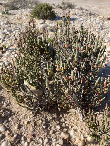 Image of Salicornia xerophila by (c) Matt Berger, some rights reserved (CC BY)