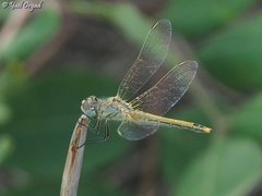 Sympetrum fonscolombii