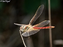 Sympetrum fonscolombii