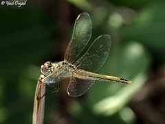 Sympetrum fonscolombii