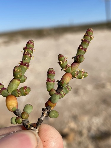 Image of Salicornia xerophila by (c) Matt Berger, some rights reserved (CC BY)