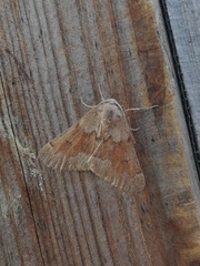 Adalbertia castiliaria