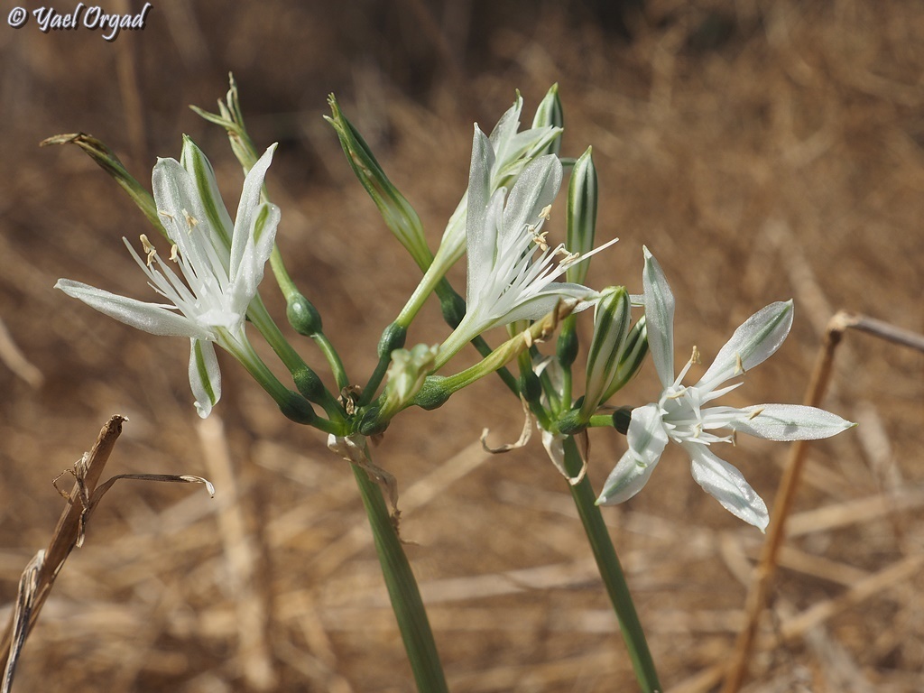 Small-flowered Pancratium