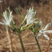 Small-flowered Pancratium - Photo (c) Yael Orgad, some rights reserved (CC BY-NC), uploaded by Yael Orgad