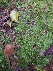 Entodon cladorrhizans