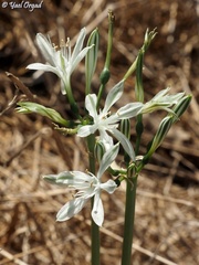 Vagaria parviflora