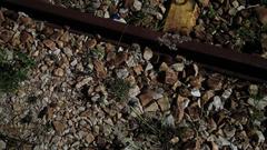 Melinis repens repens