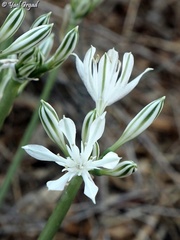 Vagaria parviflora