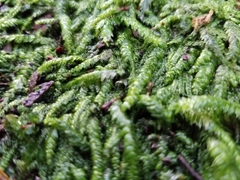 Entodon cladorrhizans