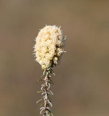 Ifloga repens