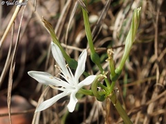 Vagaria parviflora