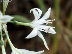 Vagaria parviflora