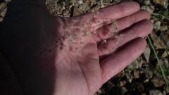 Melinis repens repens