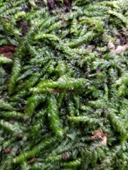 Entodon cladorrhizans