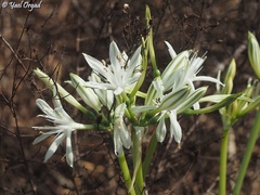 Vagaria parviflora