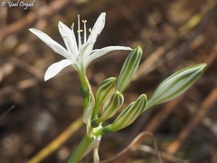 Vagaria parviflora