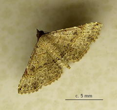 Rhesala moestalis