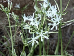Vagaria parviflora