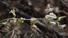 Astragalus pachypus jaegeri