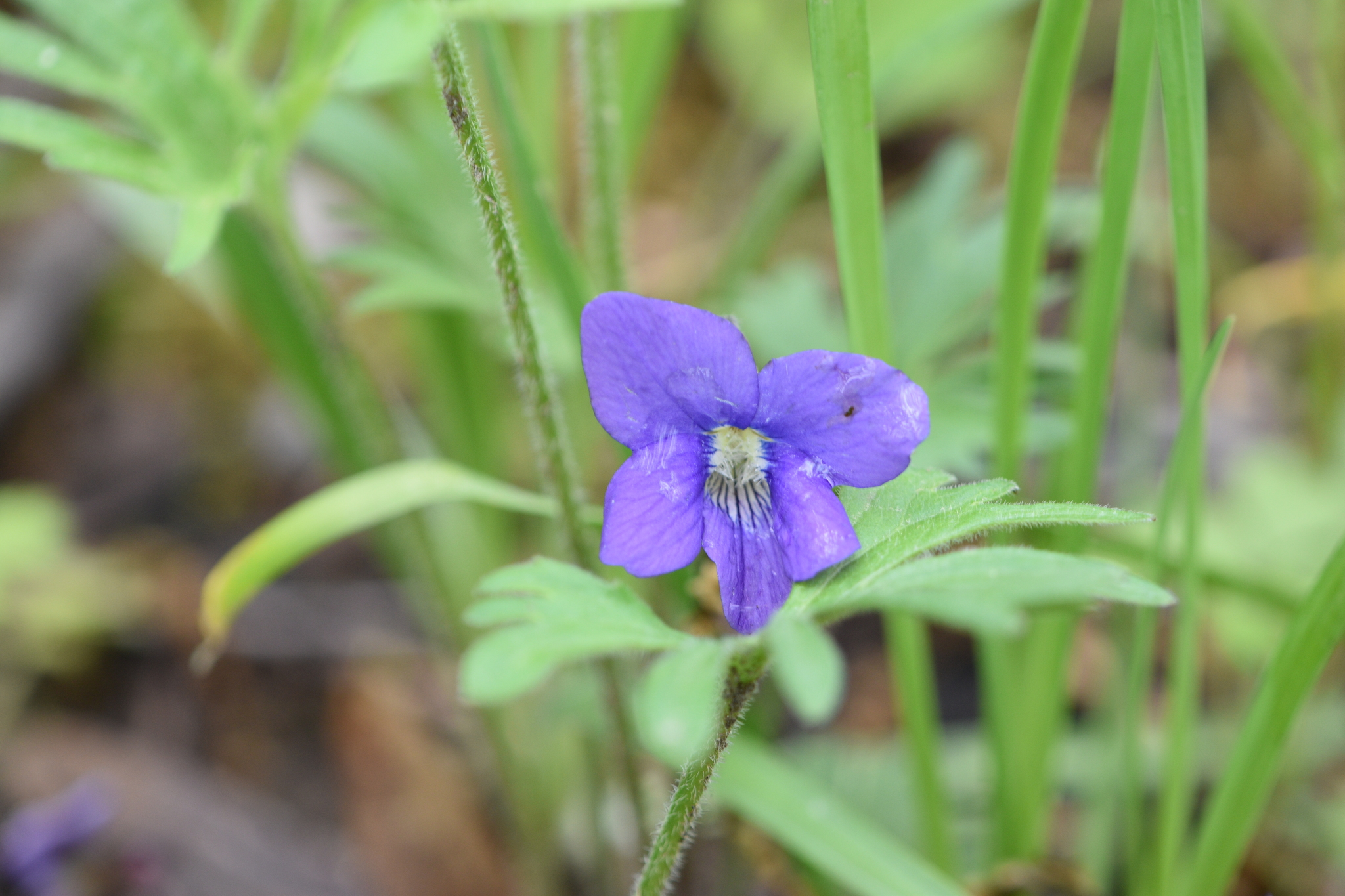 wavy-leaved violet (Viola subsinuata) · iNaturalist Canada