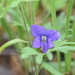 Wavy-leaved Violet - Photo (c) Dave1682, some rights reserved (CC BY-NC), uploaded by Dave1682