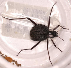 Stenocara gracilipes