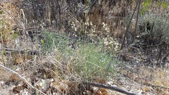 Astragalus pachypus jaegeri