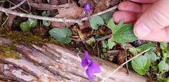 Viola triloba