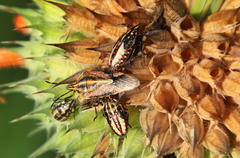 Agonoscelis longirostris