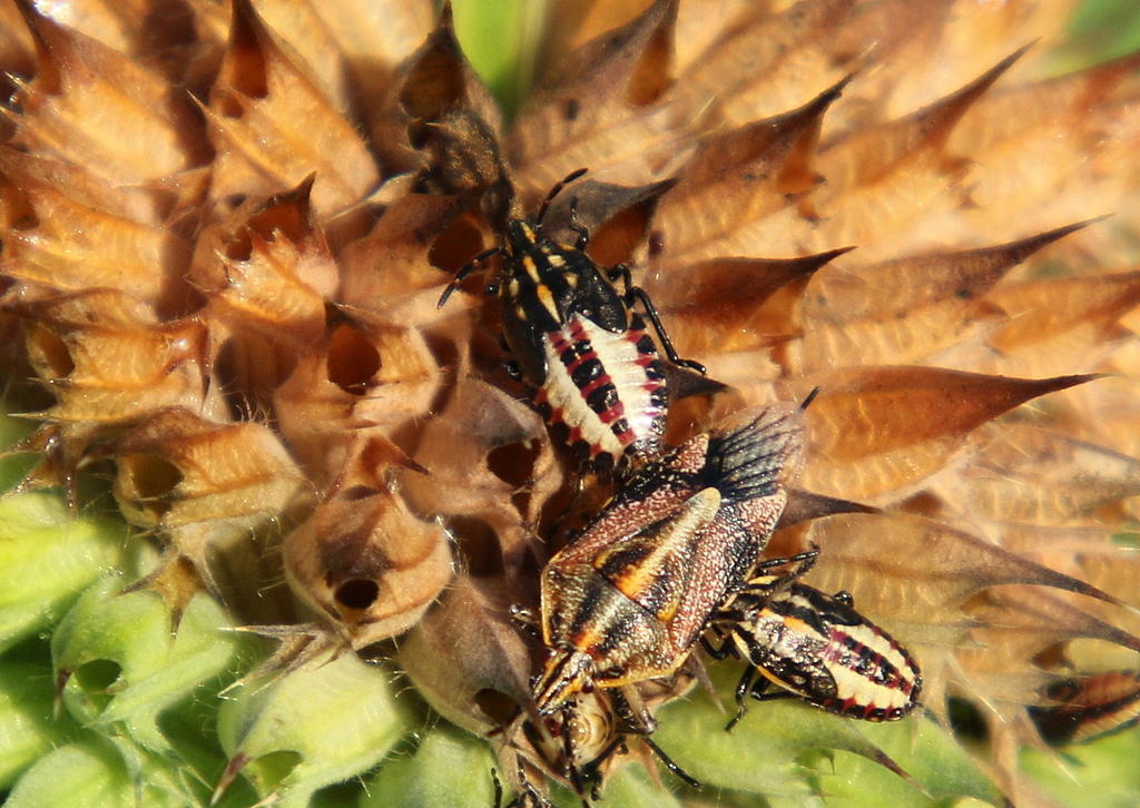 Agonoscelis longirostris