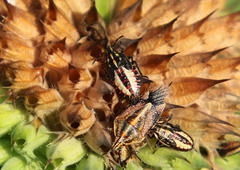 Agonoscelis longirostris