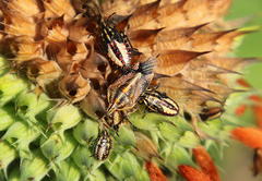 Agonoscelis longirostris