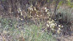 Astragalus pachypus jaegeri