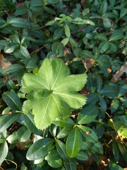 Alchemilla sarmatica