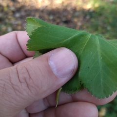 Alchemilla sarmatica
