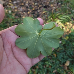 Alchemilla sarmatica