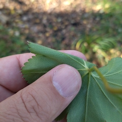 Alchemilla sarmatica