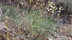 Astragalus pachypus jaegeri