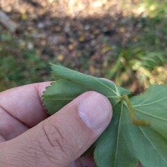 Alchemilla sarmatica