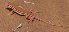 Meroles cuneirostris